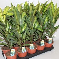 Кордилина Киви d12 h35 10шт