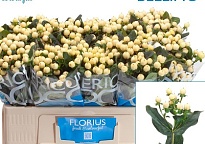 Гиперикум Coco Bellimo дл.50 5шт