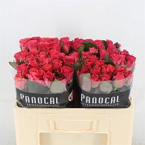Роза Pink Tacazzi+ дл.40 10шт