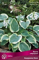 Хоста гибридная Америкэн Хело 1шт
