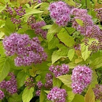 Спирея (Spiraea) яп. Голдмаунд 2л h20-30 1шт