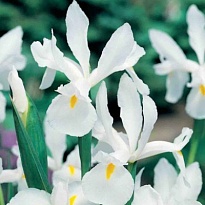 Ирис Casablanca 10 шт