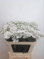 Ахилея White Beauty 10шт