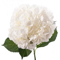 Гидрангея Royal Highness дл.60 d22-24 1шт