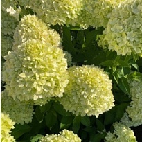 Гортензия (Hydrangea) метельчатая Би Грин d9 h35 18шт