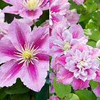 Клематис  (Clematis) Пиилу d9 h35 12шт