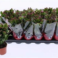 Шлюмбергера Ред d9 h20 18шт