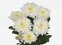 Хризантема кустовая Bardot 5шт