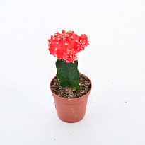 Гимнокалициум Ред d5 h15 20шт