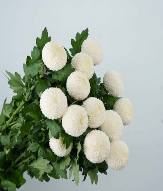 Хризантема одн. Ping Pong White (К) дл.65 10шт