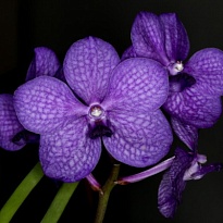 Орхидея Vanda Midnight Blue 16шт