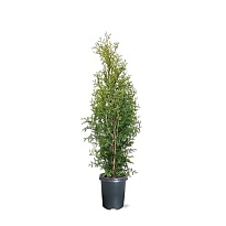 Туя (Thuja) западная Кинг оф Брабант d19 h95 1шт