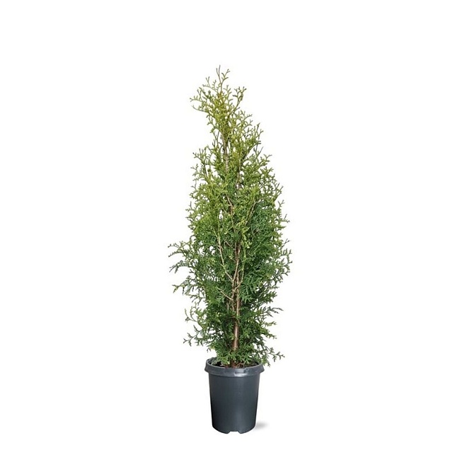Туя (Thuja) западная Кинг оф Брабант d19 h95 1шт