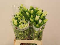 Кампанула Champion White 10шт