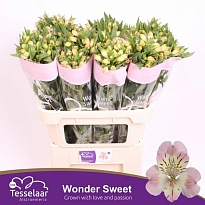 Альстромерия Wonder Sweet 10шт (A)