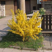 Форзиция (Forsythia) промежут.Миниголд d9 h20-30 18шт