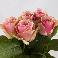 Роза Belle Rose дл.60 10шт