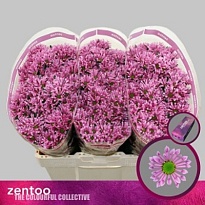 Хризантема сантини Bluff 25шт