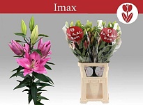 Лилия Or. Imax 4+ 10шт