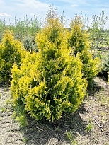 Туя (Thuja) западная Голден Брабант d9 h10-20 1шт