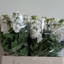 Маттиола Milla White 10шт