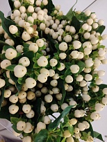 Гиперикум Уайт Бин (К) дл.70 1уп