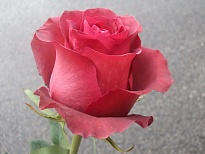 Роза Ceres Farms Matilda дл.40 25шт