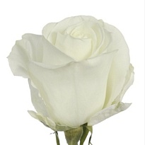 Роза Tessa Tibet дл.50 25шт