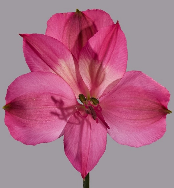 Альстромерия Tessa Intenz Dark Pink дл.70 10шт