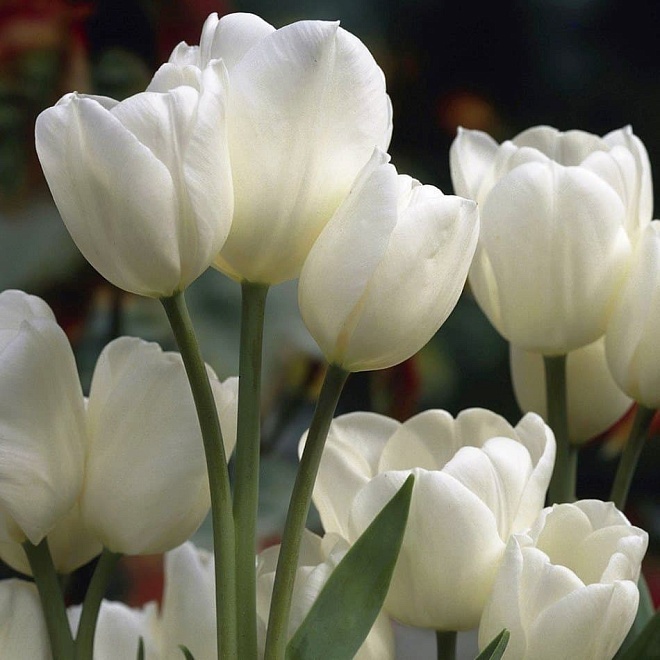 Тюльпан Вайс Берлинер многоц.11/12 3шт в сетке