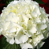 Гортензия Schneeball дл.60 d18-19 1шт