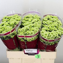 Хризантема сантини Turtle (550 gr) 25шт