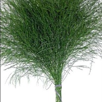 Аспарагус Vergatus дл.80 25шт