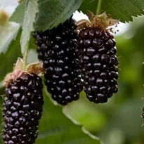 Ежевика Карака Блэк/ЦКор 1шт