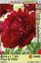 Пион Пол М Уайлд 2/3 1шт*