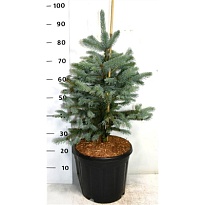 Ель (Picea) канадская Фат Альберта d32 h90-100 1шт