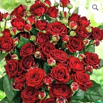 Роза Red Sensation кустовая (Ц) дл.60 10шт/уп