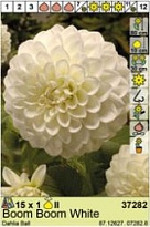 Георгина Бум Бум Уайт шар. 1шт*