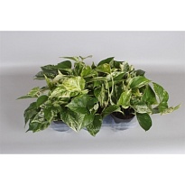 Эпипремнум Марбл Квин d12 h15 10шт