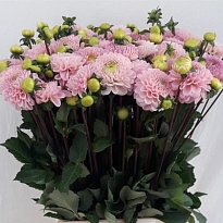 Георгин Wizard Of Oz 5шт