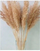 Трава пампасная сухоцвет 1шт 150см натуральный