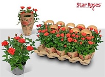 Роза Оранж Стар поткавер d10 h30 10шт