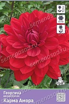 Георгина декоративная Карма Амора 1шт