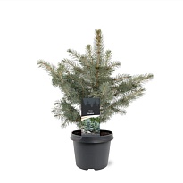 Ель (Picea) колючая Глаука d19 h40 1шт
