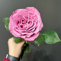 Роза Mystic Queens Crown дл.60 25шт