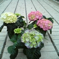 Гортензия микс d9 h30 9шт