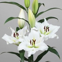 Лилия or. Sempione 3/4+ 10шт