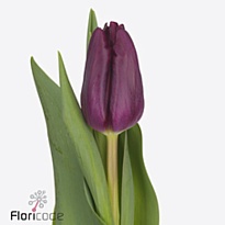 Тюльпан Purple Surprise 10шт
