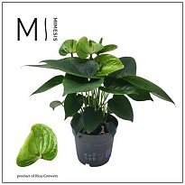 Антуриум Смарагд d12 h40 10шт