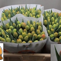 Тюльпан Icoon 10 шт